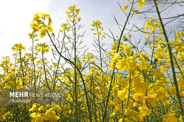 کلزاکاران خوزستانی در تنگنای حمل‌ونقل؛ ۵۳ هزار تن محصول خریداری شد