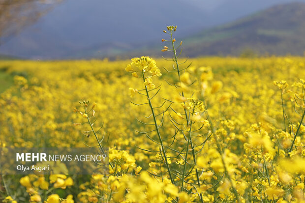 کلزاکاران خوزستانی در تنگنای حمل‌ونقل؛ ۵۳ هزار تن محصول خریداری شد