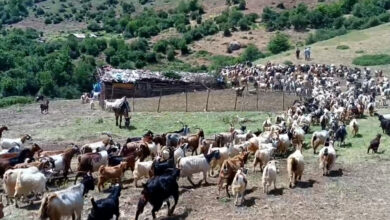 ویدیو/ آغاز «قرق شکنی» در مراتع البرز مرکزی ویدیو/ آغاز «قرق شکنی» در مراتع البرز مرکزی