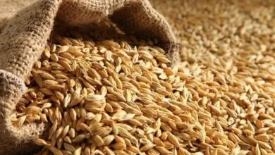 ثبت سفارش جدید جو فردا آغاز می‌شود