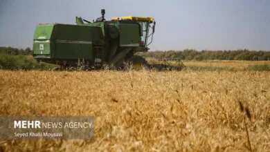 هشدار درباره تبعات تاخیر در اعلام قیمت خرید گندم