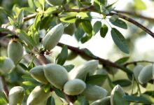 خرید نهال بادام از نهالستان شاهسون تکیه گاه احداث باغی پر بار و سودآور