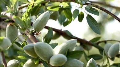 خرید نهال بادام از نهالستان شاهسون تکیه گاه احداث باغی پر بار و سودآور