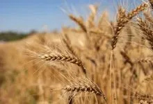 خرید تضمینی گندم در لرستان از مرز ۳۲۶ هزار تن گذشت